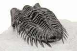 Coltraneia Trilobite Fossil - Huge Faceted Eyes #210392-5